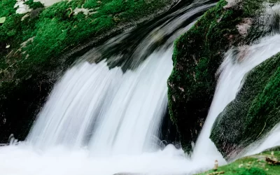 Arbolada de Bendición en la Obediencia.