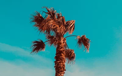 Palmeral de perfección.